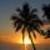 Palm