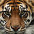 Sumatran tiger hero