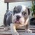 Bully