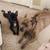 Dogs
