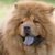 Chowchow photo like my teddy