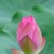 Lotus flower