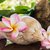 Plumeria maui hawaii